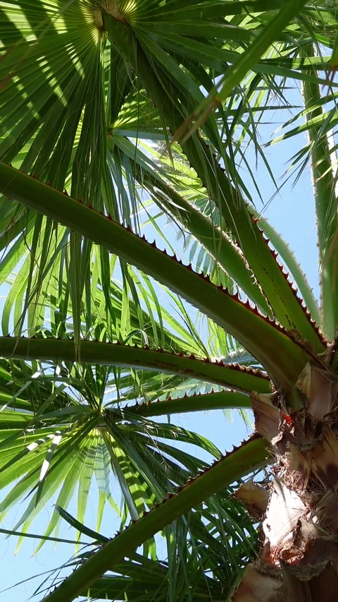 Vertical video of palm tree crown with branches and leaves Stock Footage 285231894