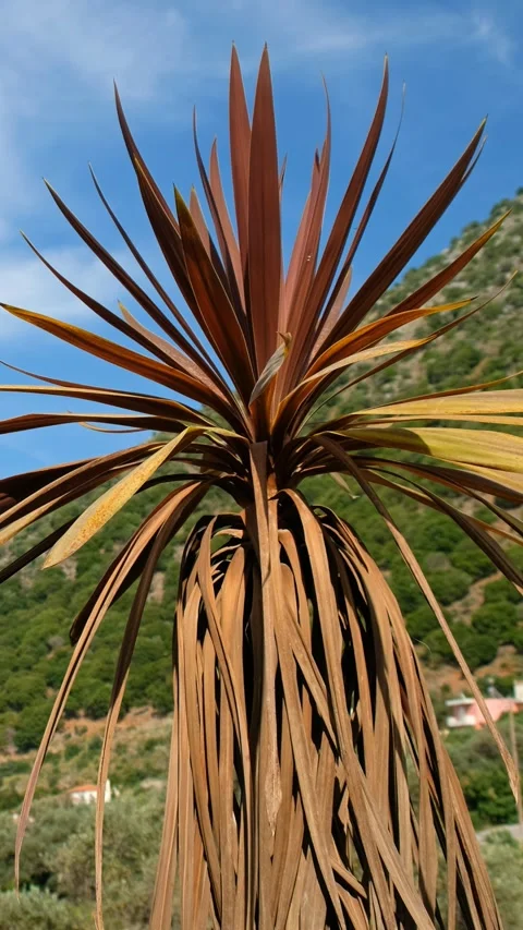 Vertical video of a palm tree leaves sway in the wind under blue sky. Stock Footage 341379218