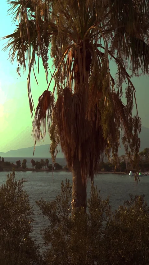 Vertical video , Palm tree by the sea at sunset 動画素材 313236997