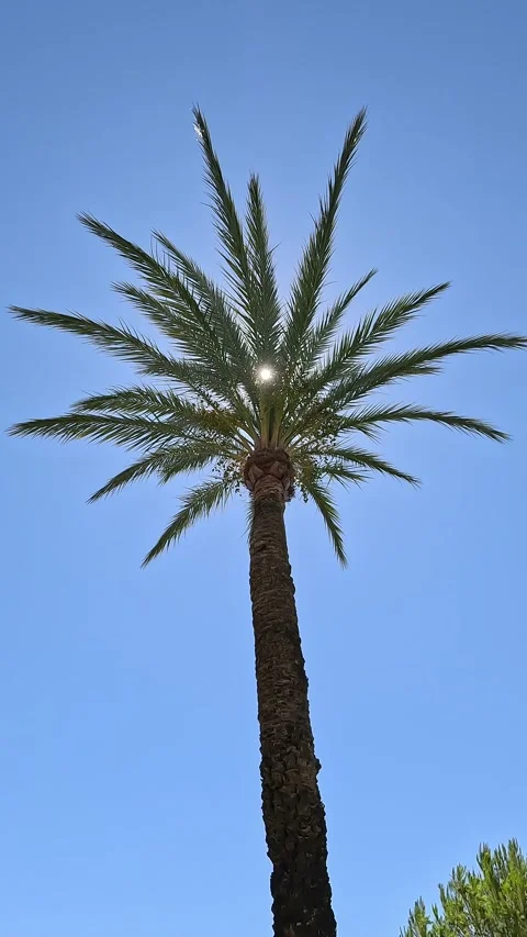 Vertical video of a palm tree with the sun backlit Stock Footage 297083324
