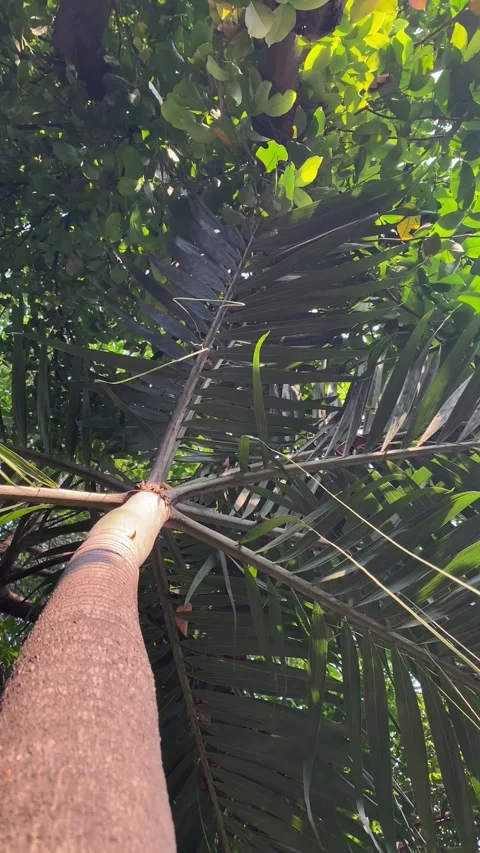 Vertical video of a palm tree trunk Stock Footage 339537404