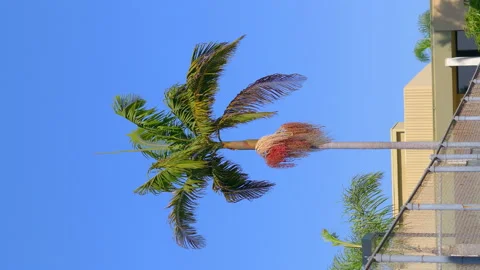 Vertical video of palm trees background in 4k slow motion 60fps Stock Footage 233067004