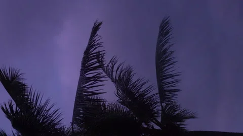 Vertical video of palm trees in dusk background in 4k slow motion 60fps Stock-Footage 171707818