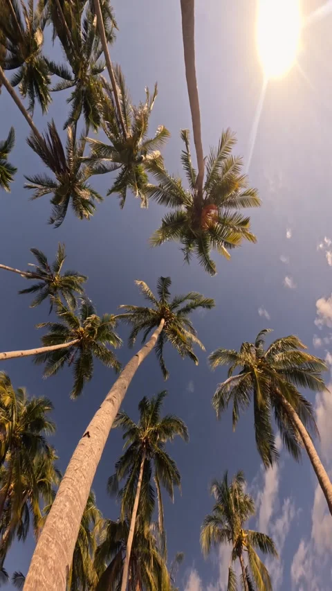 Vertical video palm trees passing under Sunny blue sky. Wide shot camera look up Stock Footage 279662942