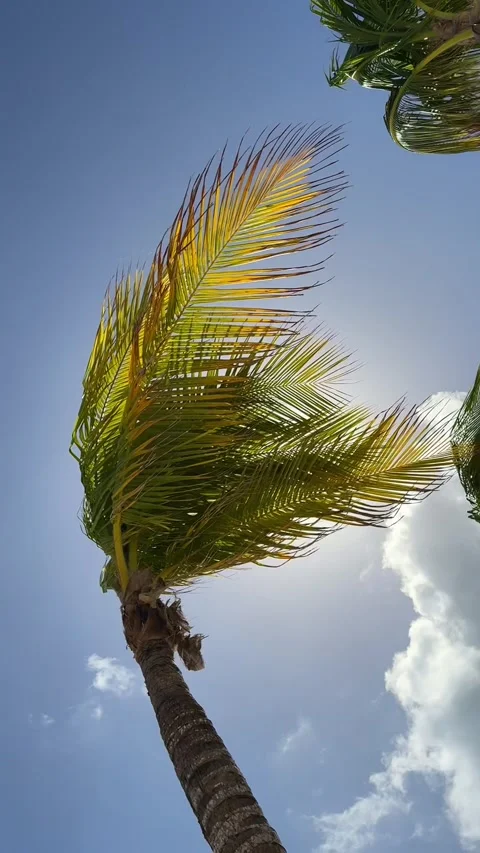 Vertical video of palms trees swaying in the wind in sunny day Видео 299346716