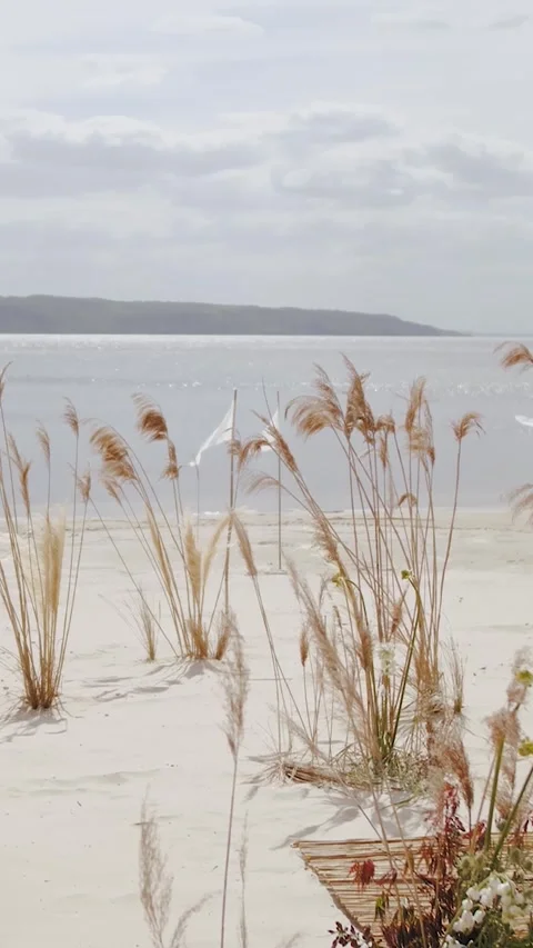 Vertical video. Pampas grass in the sand on the river bank. Wedding decor with Stock Footage 308733864