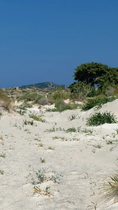 Vertical video panorama of sand dunes of Elafonisi beach with sea daffodils. Stock Footage 344914896