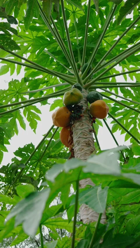 Vertical video, Papaya tree with bunch of ripe fruits, carica papaya Stock Footage 280632686