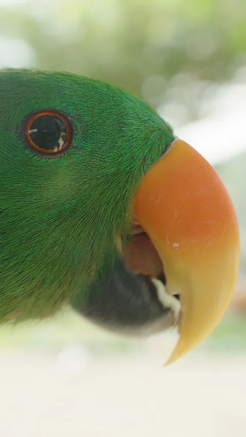 Vertical video. Parrot Holding Black Seed in Beak with Background of Trees and 스톡 동영상 314018828