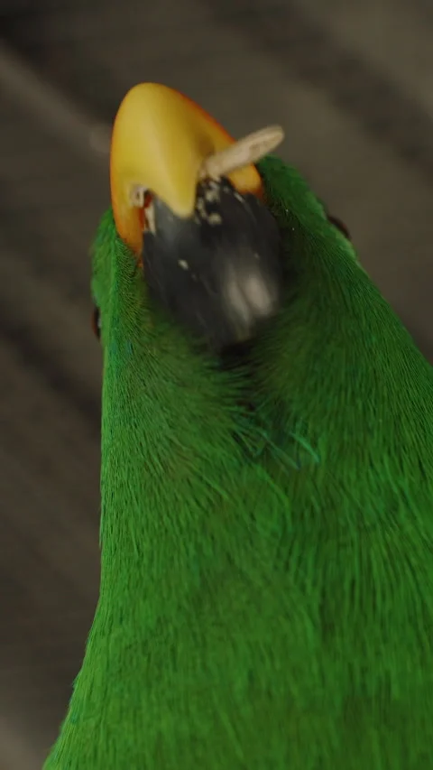 Vertical video. Parrot Seen from Behind Cracking Seed with Beak under Aviary 스톡 동영상 314019247