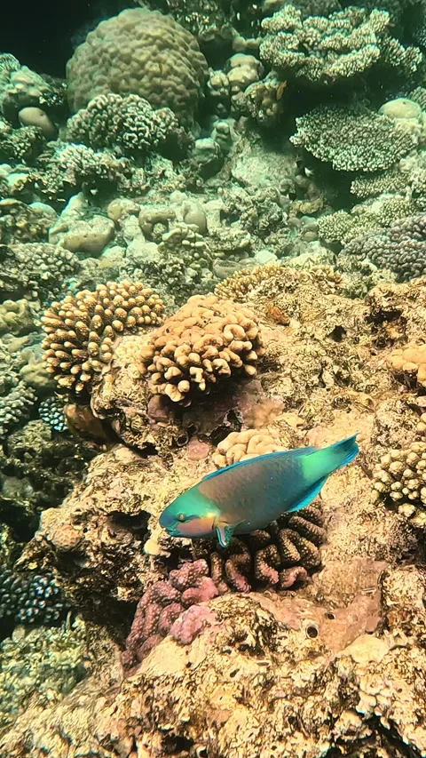 Vertical video. Parrotfish swims over coral reef in Red Sea in Egypt. Stock Footage 334434592