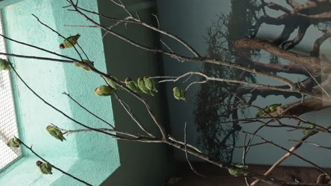 Vertical Video Parrots Are Sitting On Branches Of Tree - Black-Cheeked Lovebird. Stock Footage 220789724