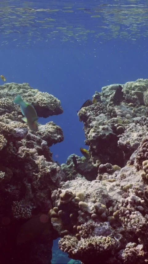 Vertical video, Passage through canyon to in part of coral reef, Slow motion Stock Footage 246123072