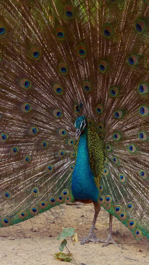 Vertical video. Peacock Displays Vibrant Feathers With Eye Patterns Standing Pro Stock Footage 331922562