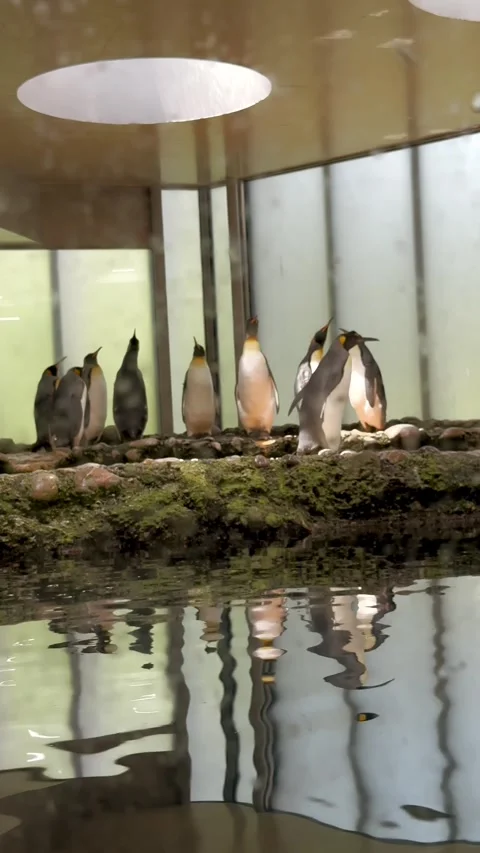 Vertical Video of Penguins Standing Together in Zoo Habitat Stock Footage 345161685