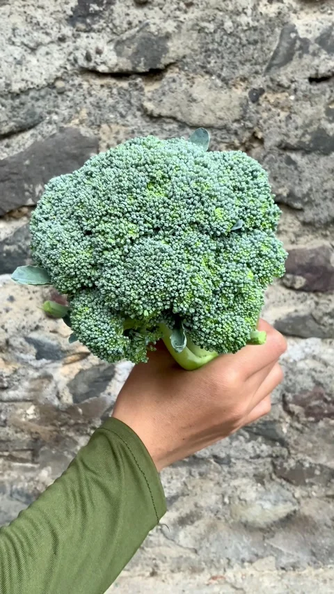 Vertical Video of Person Holding Fresh Broccoli Stock Footage 342483545