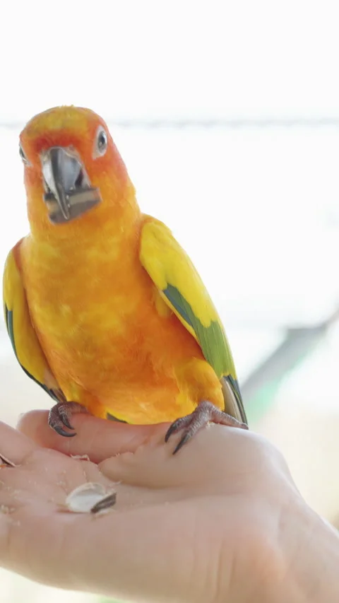 Vertical video. Person Holding Seed While Yellow Parrot Takes It Gently from Stock-Footage 314020145