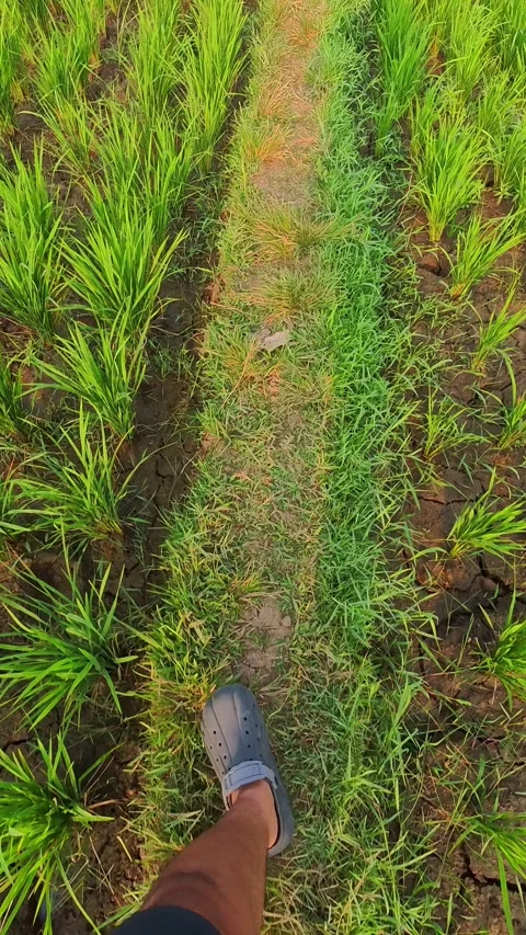 Vertical Video of Person walks through a muddy rice field path Stock Footage 340051791