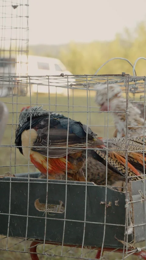 Vertical video Pheasant and chickens gathered at the poultry market in the Stock Footage 327605011