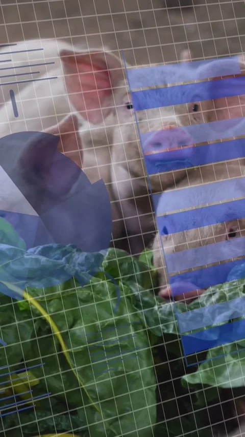 Vertical video: Piglet at mesh sniffing greens causing eating others joining Stock Footage 333978117