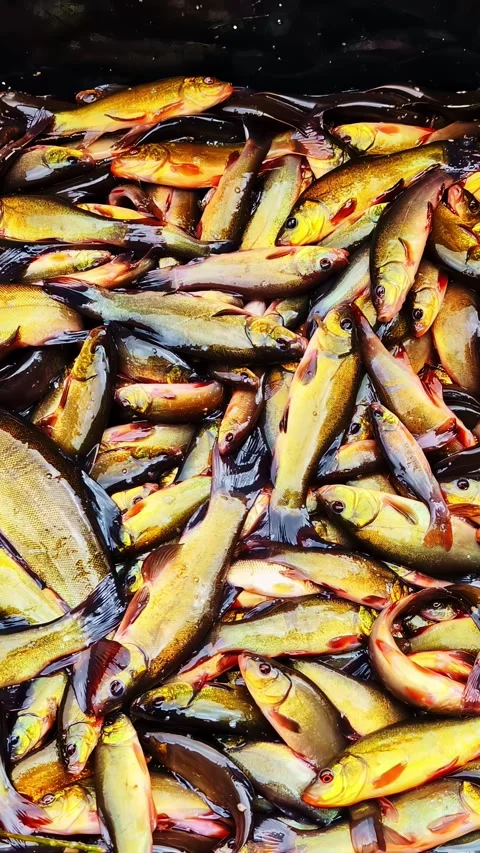 Vertical Video - Pile of Freshly Caught Fish in Close Up Stock Footage 337929277