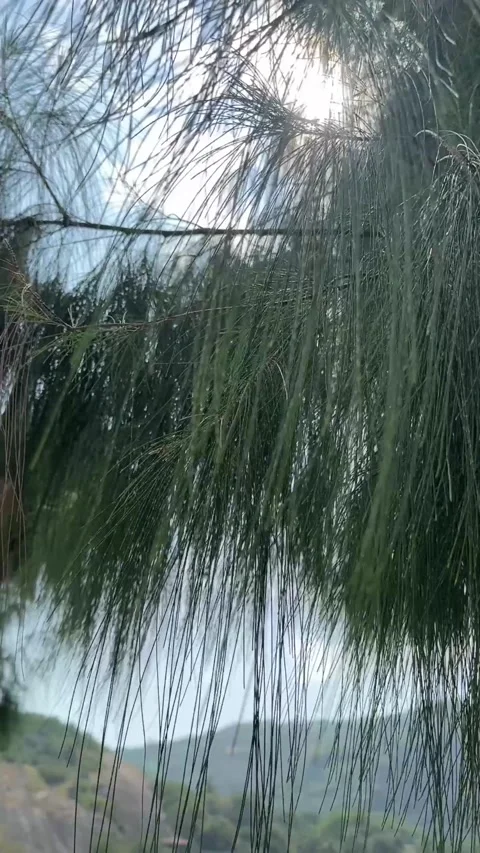 Vertical video of pine tree leaves sway gently in sunlight with mountains behind Stock Footage 325417467
