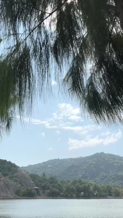 Vertical video of pine tree leaves sway softly above a calm lake Stock Footage 325417468