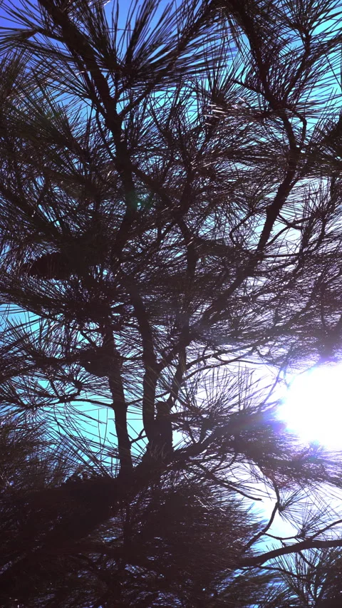 Vertical video, pine tree in the wind Vídeos de archivo 283544371