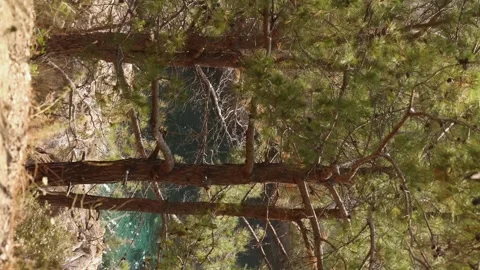 Vertical video, pine trees against bright blue sea gulf on a sunny day Stock Footage 251519950