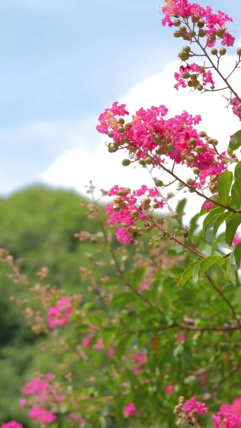 Vertical Video Pink Crape Myrtle Flowers Swaying in Summer Breeze Видео 343722714