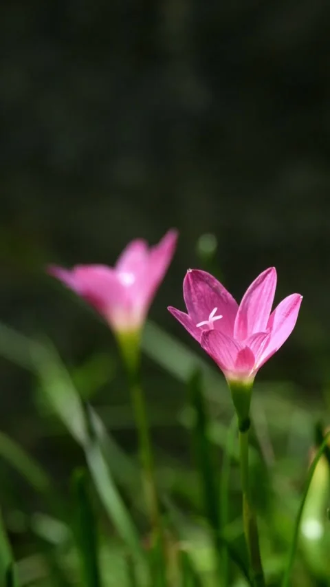 Vertical video of Pink Rain Lily (Zephyranthes carinata) swaying in a gentle Stock-Footage 336588958