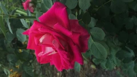 Vertical video. pink rose swaying in the wind on a flower bed Video stock 159580877