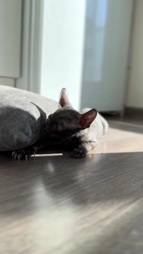 Vertical video Playful Cornish Rex Kitten Stock Footage 308808752