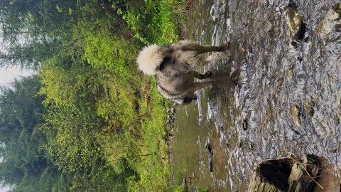 Vertical video A Playful Dog Joyfully Wading Through a Stream in a Lush, Green Stock Footage 314463744
