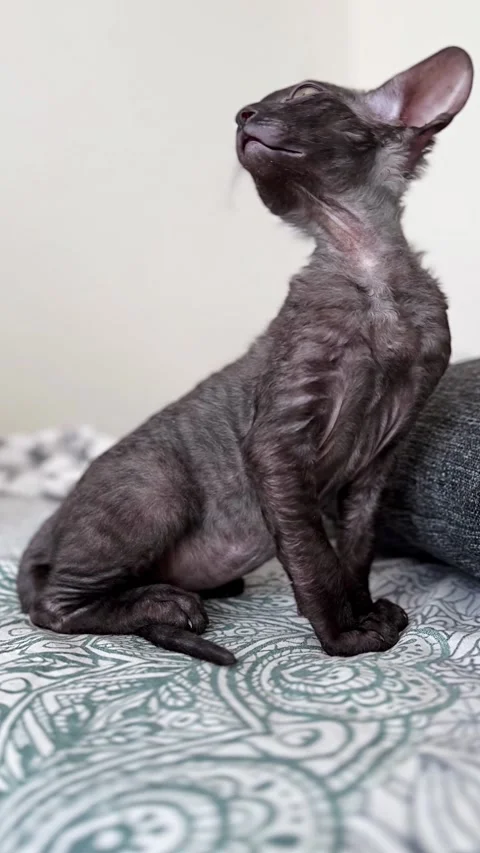 Vertical video of a playful Scottish Rex kitten Stock Footage 308625831