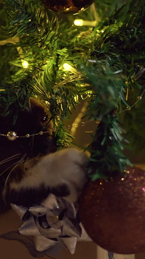 Vertical video. Playful Siamese Cat Chewing Christmas Tree Branches Among Glowin Stock Footage 338192189