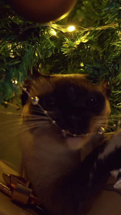 Vertical video. Playful Siamese Cat Biting Christmas Tree Branches Beside Wrappe Stock Footage 338192246