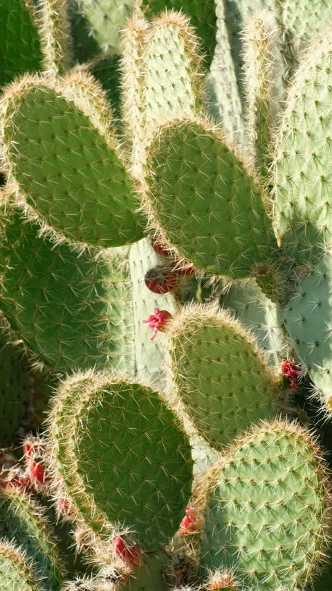 Vertical video of prickly pear or pear cactus with ripe fruits and flowers. Stock Footage 337519854