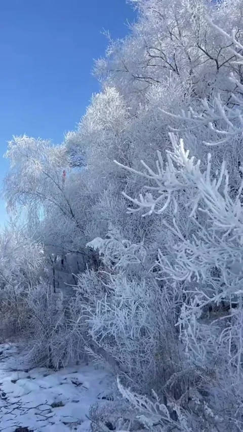 Vertical Video Pristine Row of Rime-Covered Trees with Snowy Ground in Winte Stock Footage 328385027