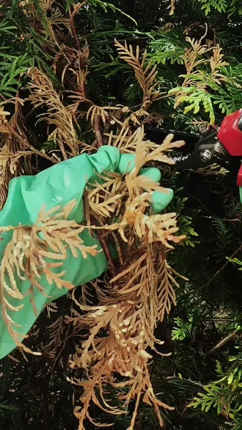Vertical video. Pruning dry branches of the thuja plant. Landscaping and ga.. Stock Footage 340333669
