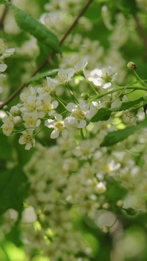Vertical video. Prunus padus blossoms sways in wind. Spring nature background Stock Footage 336550692