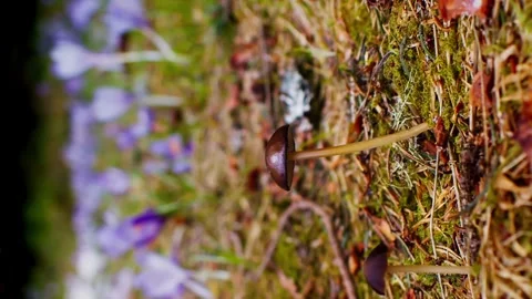 Vertical video psychedelic mushrooms in the forest or psilocybe medullosa Stock Footage 246958048