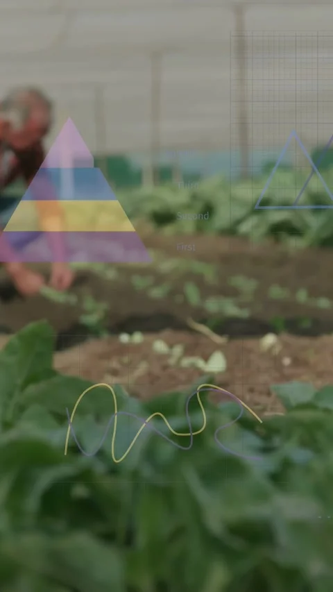 Vertical video: Pullback showing farmer kneeling tending soil, pyramid squiggle Video stock 333913206