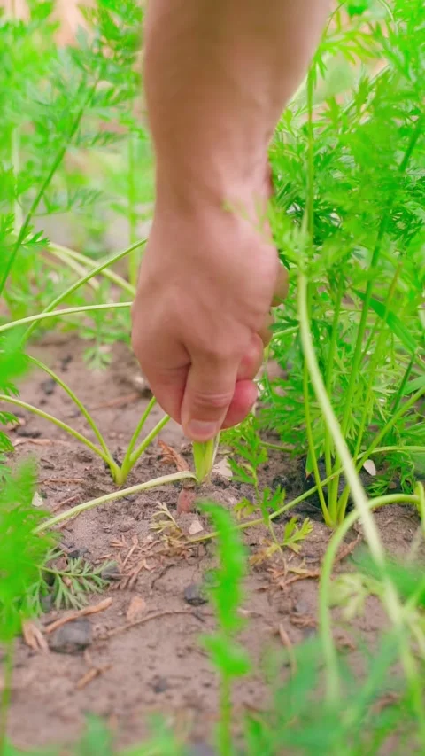 Vertical video of pulling carrots out of the soil of a vegetable garden bed Stock Footage 316687670