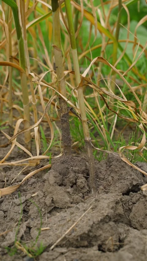Vertical video of pulling garlic from the soil of a vegetable garden, harvesting Stock Footage 316687600