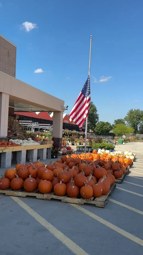 Vertical video of pumpkins displayed on pallets Stock Footage 345363532