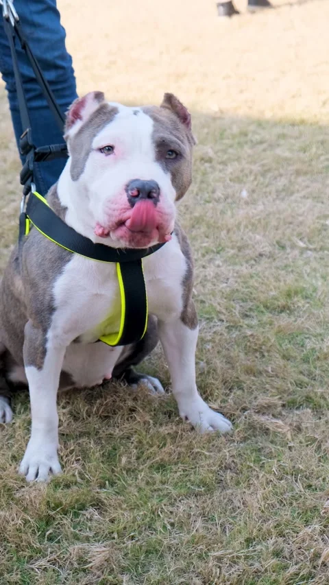 Vertical video of purebred American bully dog, tied angry dog Vídeos de archivo 343785104