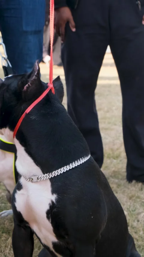 Vertical video of purebred American bully dogs in the park with owner Vídeos de archivo 343785250
