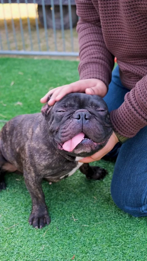Vertical video of purebred American bully dog, black bully puppy with owner Vídeos de archivo 343787675