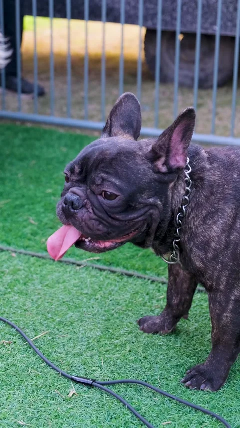 Vertical video of purebred American bully dogin the cage showing his tongue Vídeos de archivo 343788594